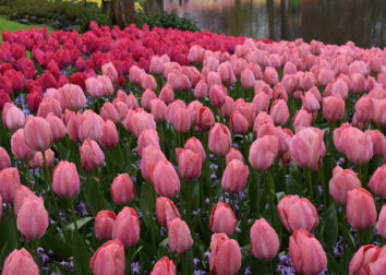 Tulips – A poem by Gloria Maloney